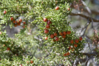 Juniperus phoenicea